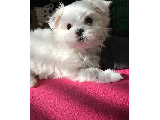 PoulaTo: Maltese